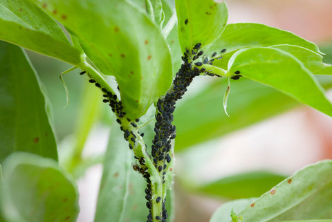Best ways to deter pests in your garden