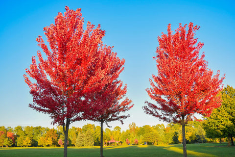 Stunning Fall Foliage: The Beauty of Red Maple and Sourwood Trees