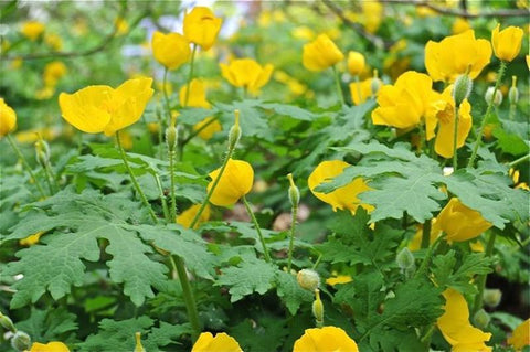 The 4 Best Plants for Shade Gardens - Nance Plants