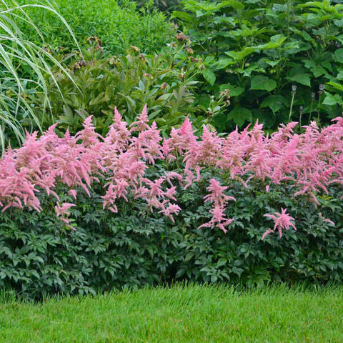 Pink Astilbe
