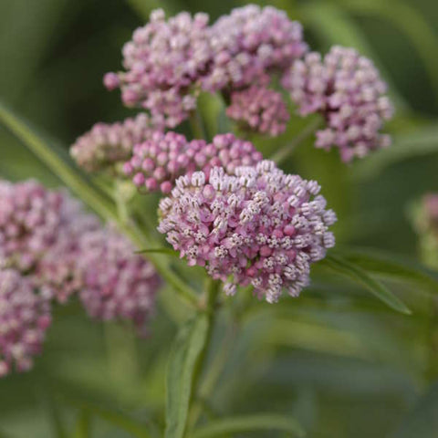 Swamp Milkweed - Nance Plants