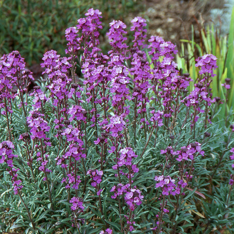 Evergreen Perennials