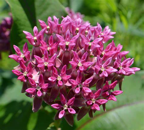 Milkweed - Nance Plants