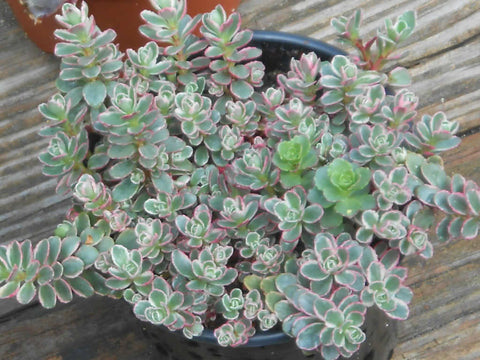 Tri-color Sedum