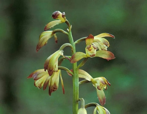 Adam & Eve Orchids for sales