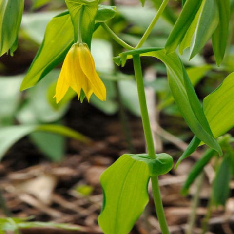 Bellwort for sales