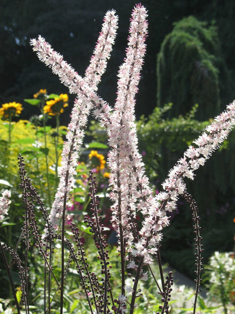 Black Cohosh for sales