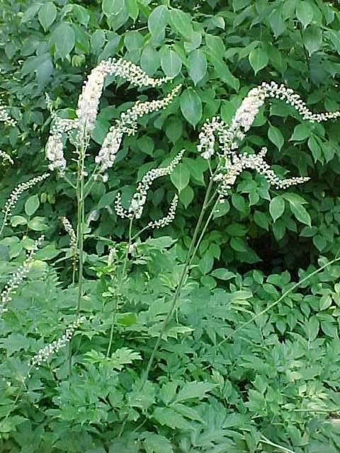 Black Cohosh for sales