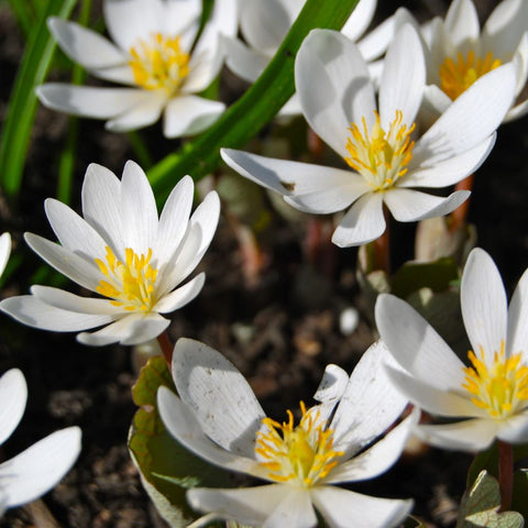 Bloodroot for sales
