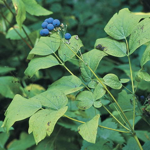 Blue Cohosh for sales