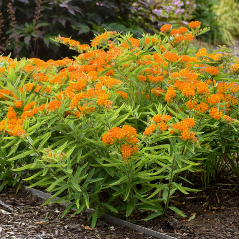 Butterfly Weed for sales