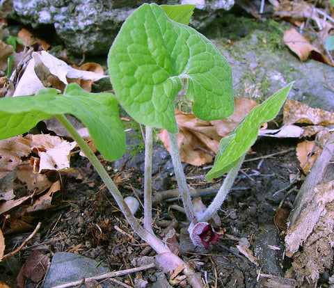 Canadian Wild Ginger for sales