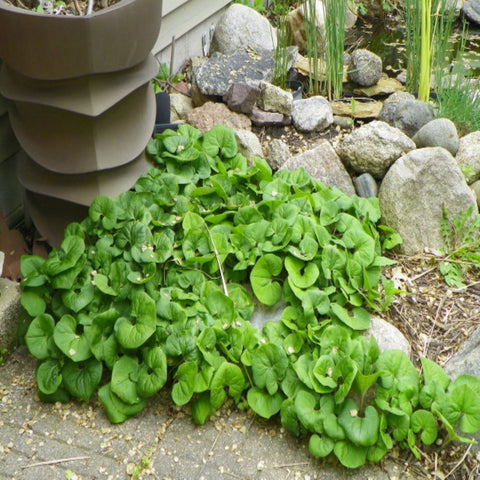Canadian Wild Ginger for sales