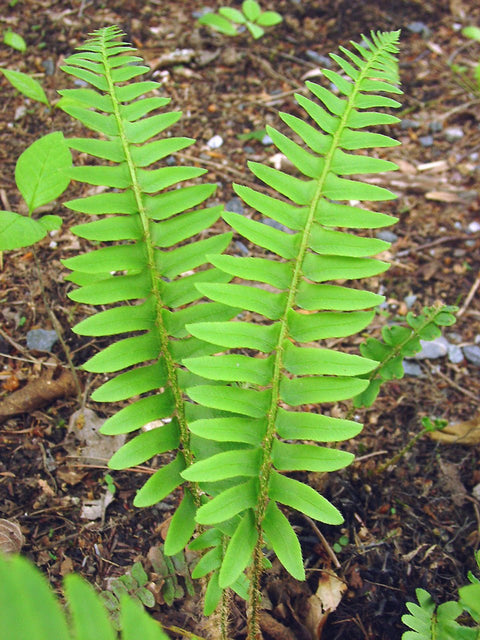 Christmas Fern for sales