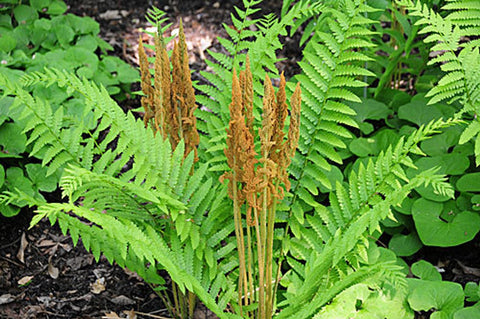 Cinnamon Fern for sales