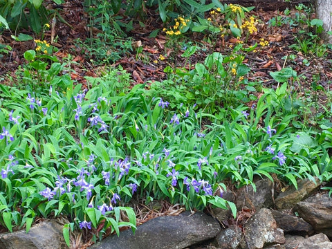 Dwarf Crested Iris for sales