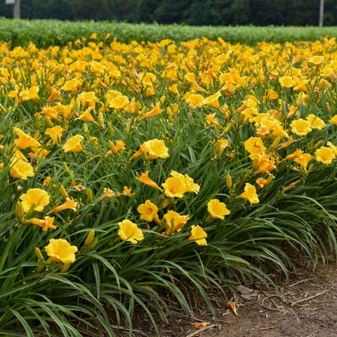 Stella d'Oro Daylily
