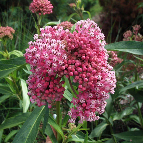 Swamp Milkweed - Nance Plants