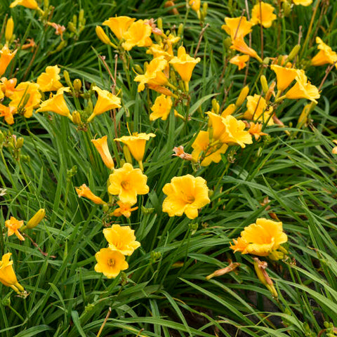 Stella d'oro daylily