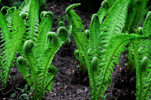 Fiddlehead Fern for sales