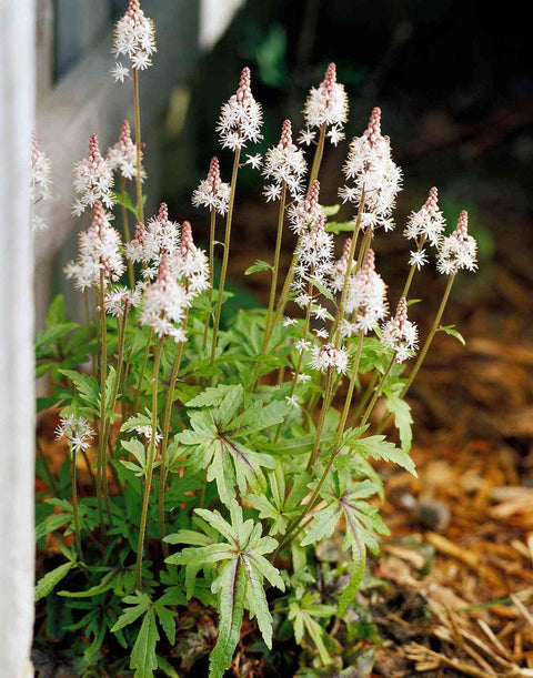 Foamflower for sales