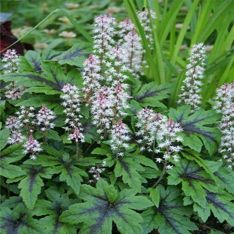 Foamflower for sales