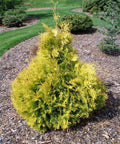 Golden Arborvitae for sales