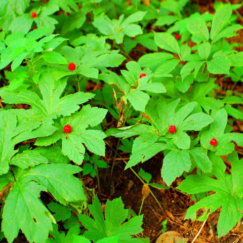 Goldenseal for sales