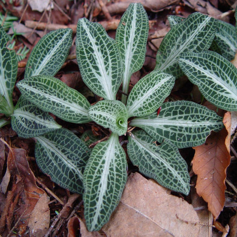 Goodyera Pubescens for sales