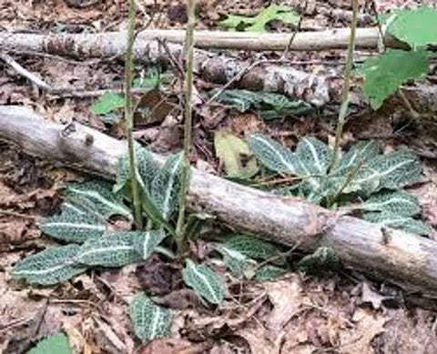 Goodyera Pubescens for sales