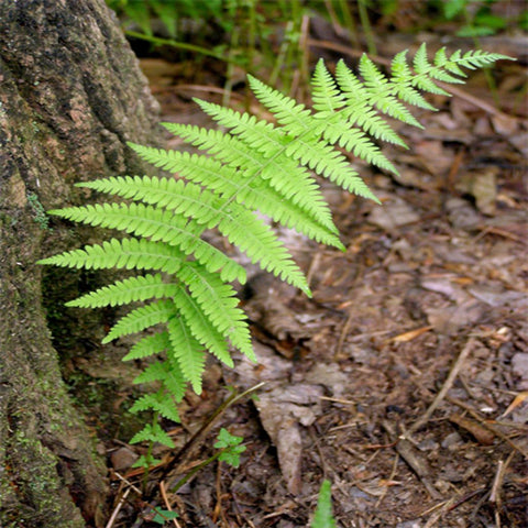 Hay Scented Fern for sales
