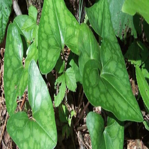 Heartleaf Ginger for sales