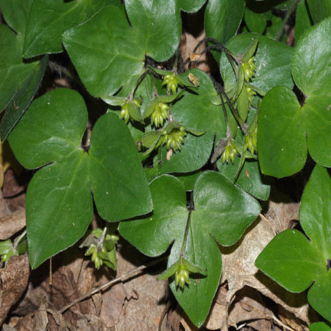 Hepatica Nobilis for sales