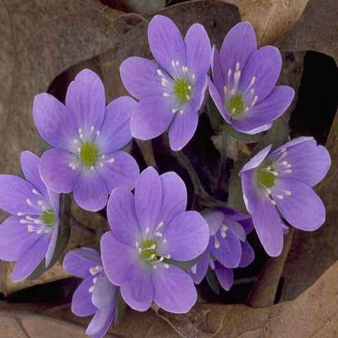 Hepatica Nobilis for sales
