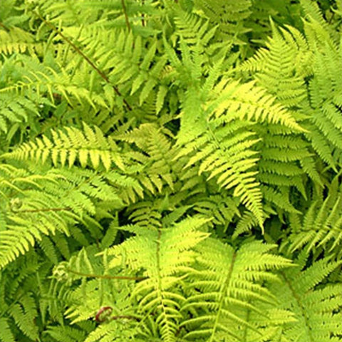 Lady Fern for sales