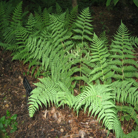 Leatherwood Fern for sales