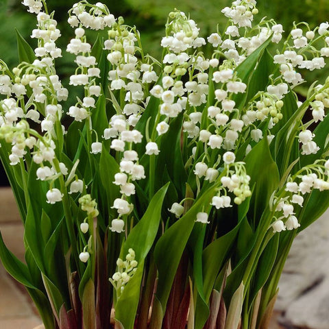 Lily of the Valley for sales