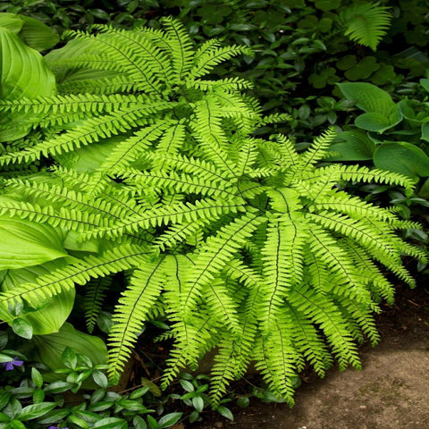 Maidenhair Fern for sales