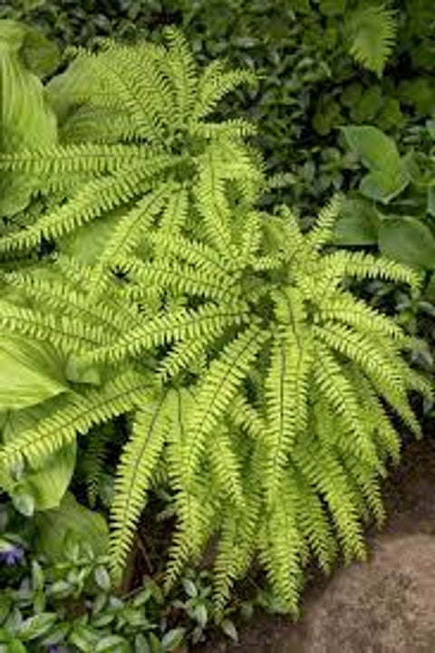 Maidenhair Fern for sales