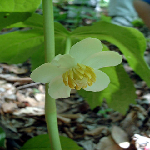 Mayapple for sales