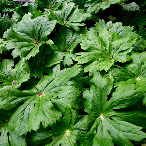 Mayapple for sales