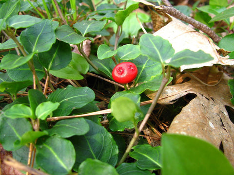 Partridge Berry for sales