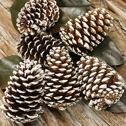 Pine Cones for sales