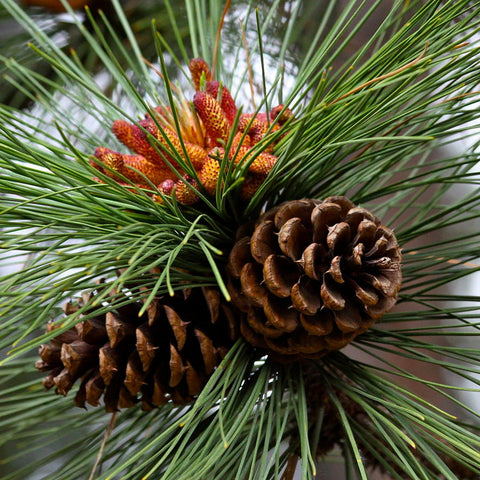 Pine Cones for sales