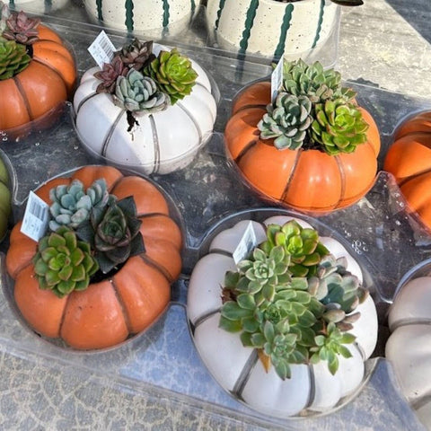 Pumpkin Heirloom Succulents for sales