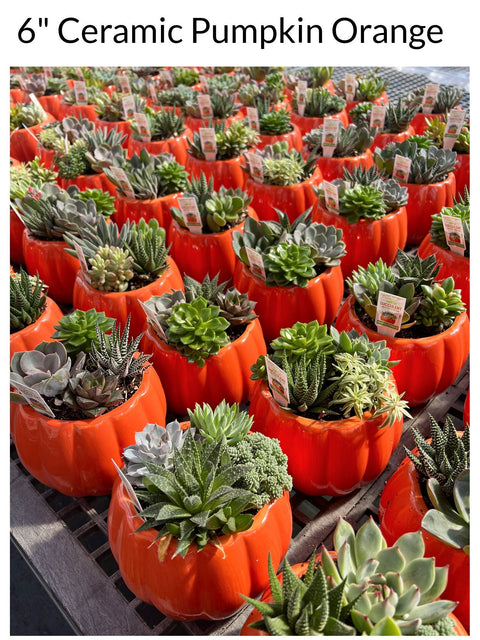 Pumpkin Succulent for sales