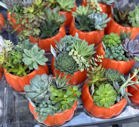 Pumpkin Succulent for sales