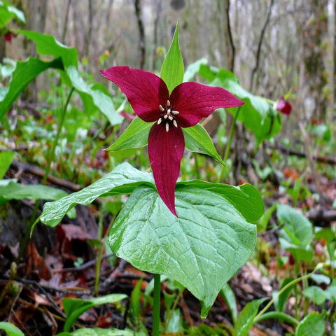Red Trillium for sales