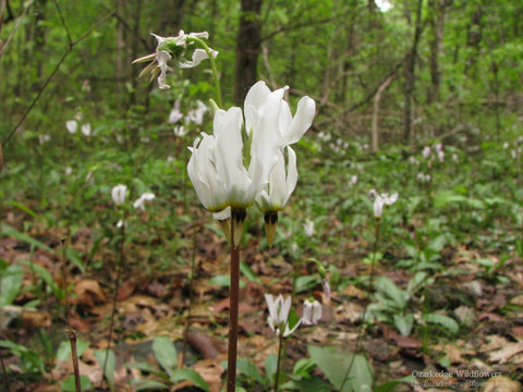 Shooting Star Flowers for sales