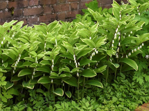 Solomon's Seal for sales